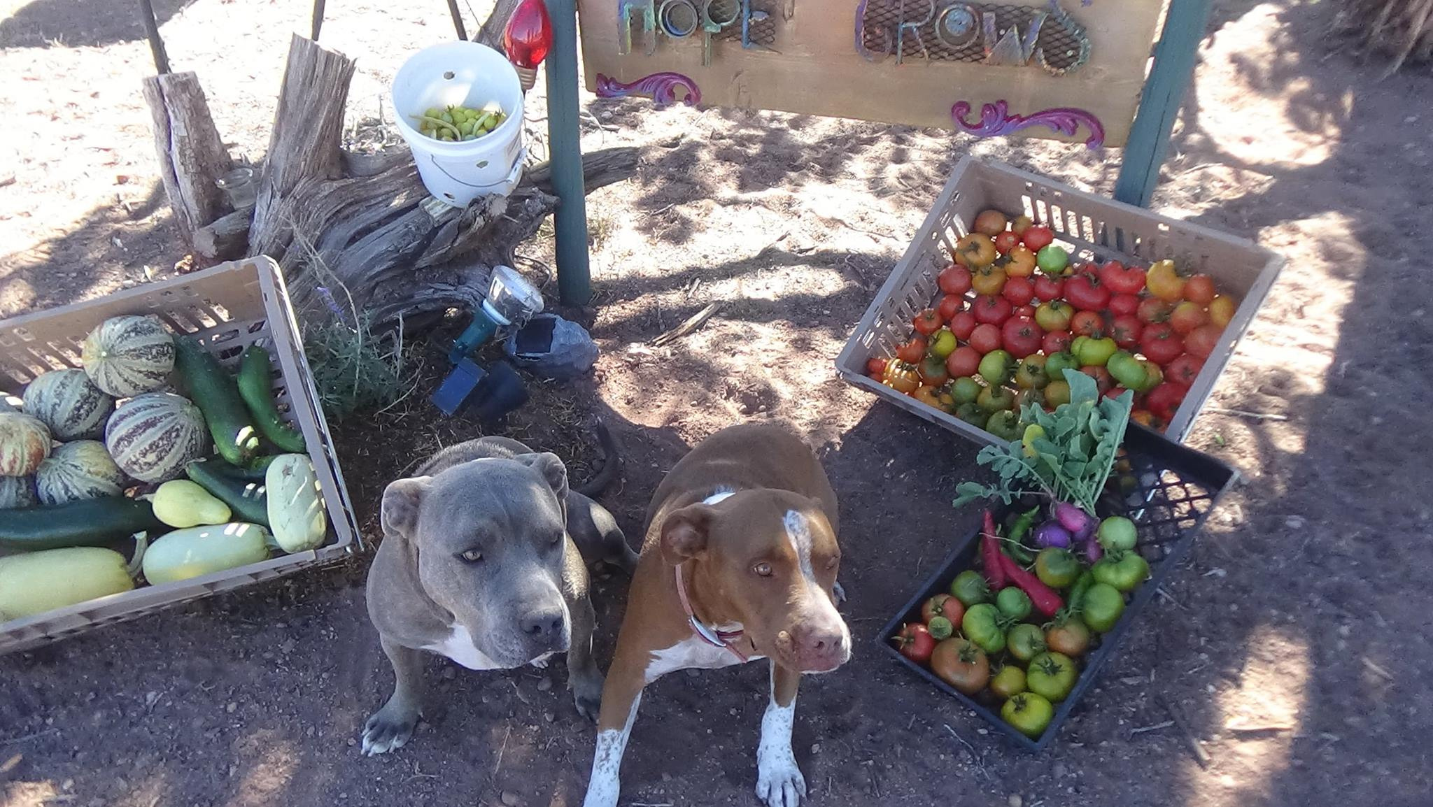 The two pit bulls, blue-grey and brown, sitting beside crates of homegrown squash and tomatoes